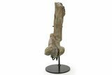 Fossil Hadrosaur (Maiasaura) Partial Femur w/ Stand - Montana #379910-1